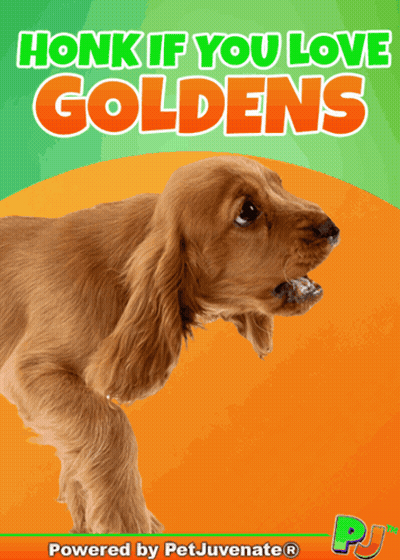 A Poster That Says Honk If You Love Goldens With A Cocker Spaniel On It GIF