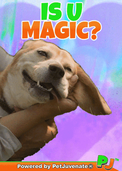 A Poster That Says Is U Magic With A Dog GIF