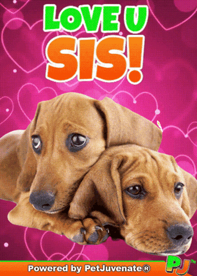 A Poster That Says Love U Sis With Two Dachshunds GIF
