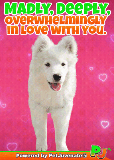 A Poster That Says Madly Deeply Overwhelmingly In Love With You On It GIF