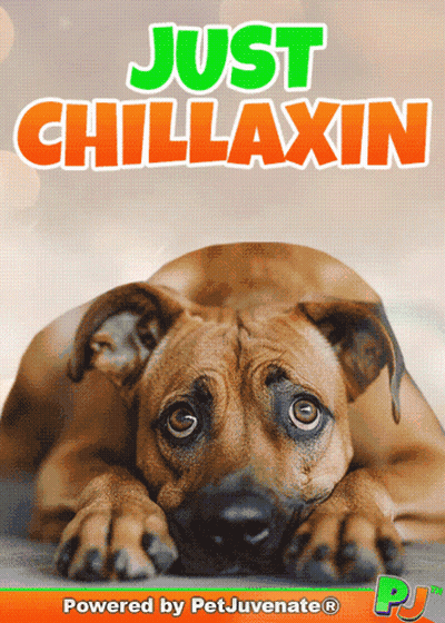 A Poster With A Brown Dog And The Words Just Chillaxin On It GIF