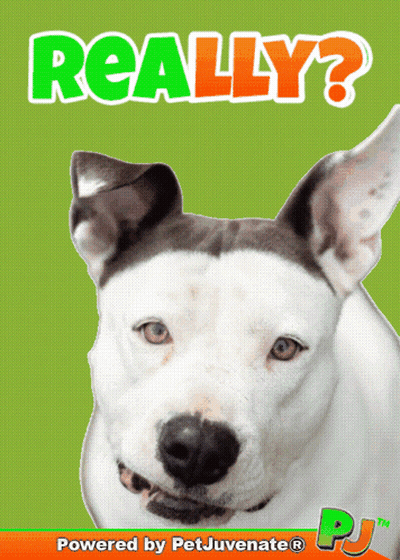 A Poster With A Dog And The Words " Really " On It GIF