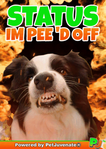 A Poster With A Dog And The Words Status Impee 'D Off GIF