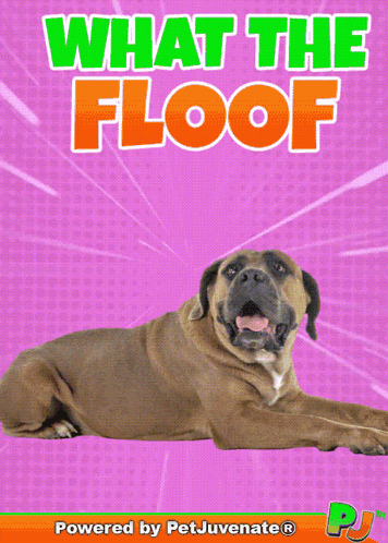 A Poster With A Dog On It That Says What The Floof Powered By Petjuvenate GIF