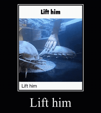 A Poster With A Picture Of A Crab And The Words Lift Him GIF