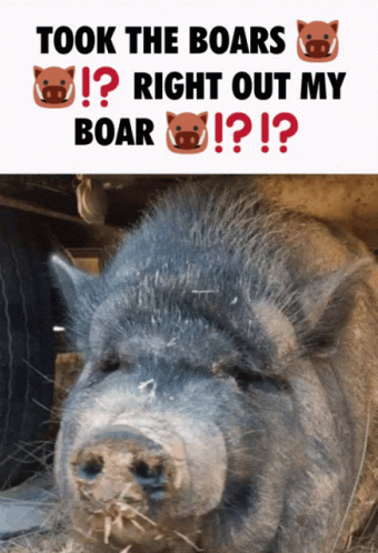 A Poster With A Picture Of A Pig And The Words " Took The Boars Right Out My Boar " GIF
