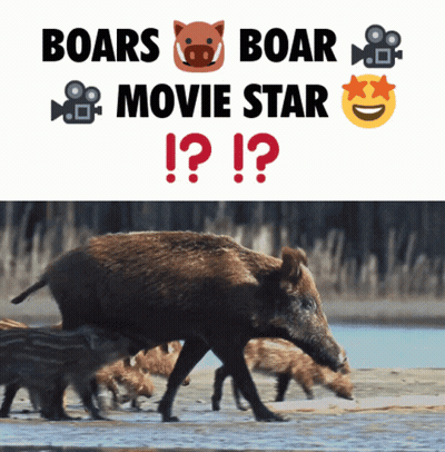 A Poster With Boars And Boar Movie Star Written On It GIF