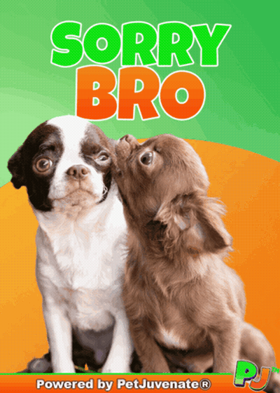 A Poster With Two Dogs And The Words Sorry Bro On It GIF