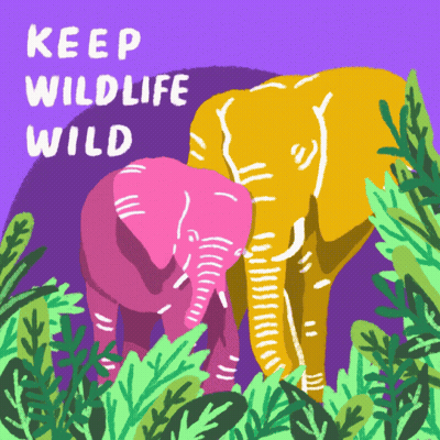 A Poster With Two Elephants And The Words Keep Wildlife Wild On It GIF