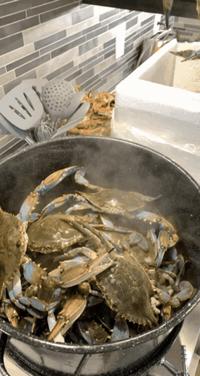 A Pot Of Blue Crabs Is Cooking On A Stove GIF