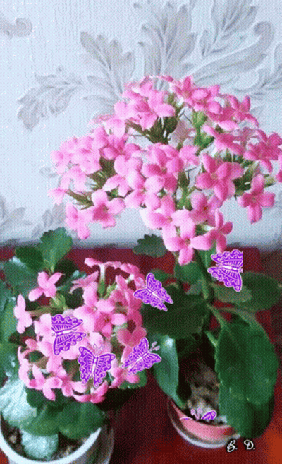 A Potted Plant With Pink Flowers And Purple Butterflies With The Letters Sd On The Bottom GIF