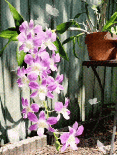 A Potted Plant With Purple And White Flowers Is On A Table GIF