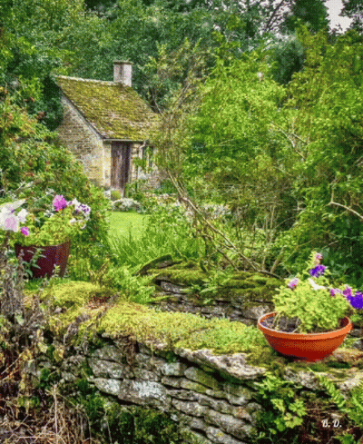 A Potted Plant With Purple And White Flowers Sits On A Moss Covered Stone Wall GIF