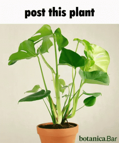 A Potted Plant With The Words Post This Plant Botanica.bar Below It GIF