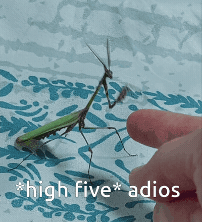 A Praying Mantis Is Being Touched By A Person 'S Finger With The Caption " High Five Adios " GIF