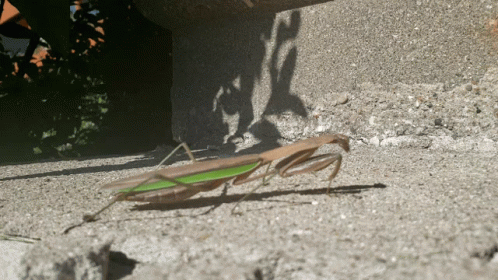 A Praying Mantis Is Crawling On The Ground Near A Brick GIF