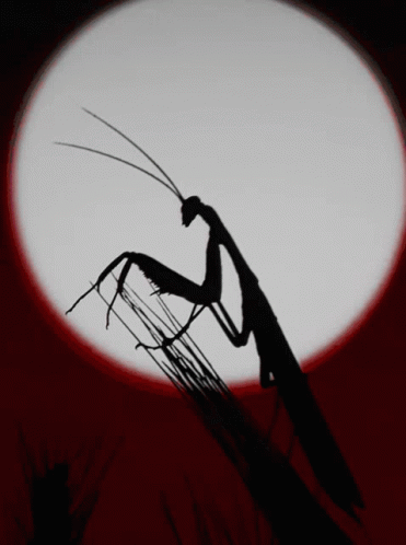 A Praying Mantis Is Silhouetted Against The Full Moon GIF