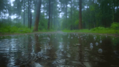 A Puddle Of Water In The Middle Of The Forest GIF