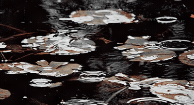 A Puddle Of Water With Leaves On It GIF