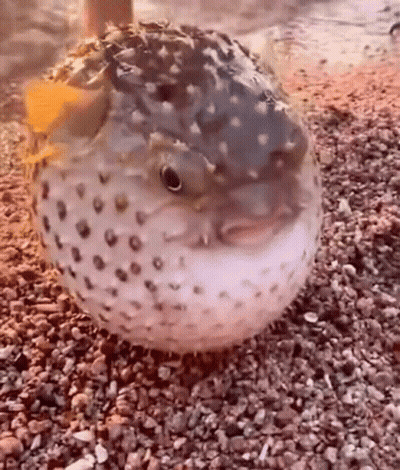 A Puffer Fish Is Sitting On A Pile Of Rocks On The Beach . GIF
