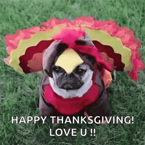A Pug Dog Dressed As A Turkey With A Piece Of Cheese On Its Head Is Sitting In The Grass . GIF
