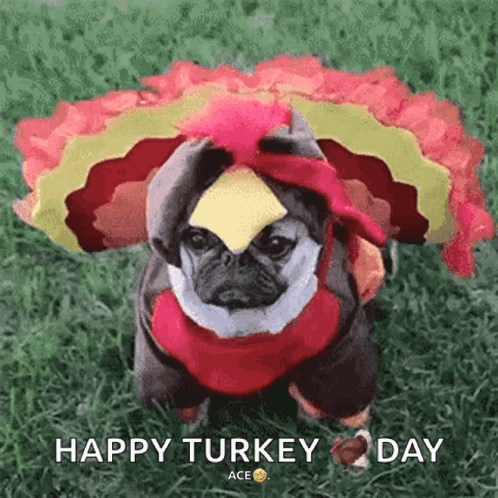 A Pug Dog Dressed As A Turkey With A Piece Of Cheese On Its Head GIF