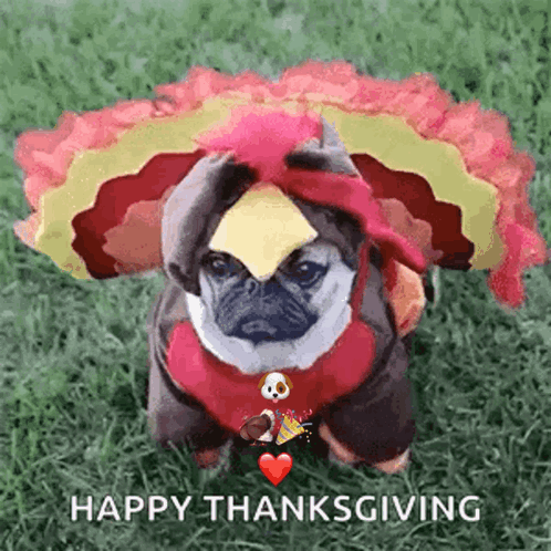 A Pug Dog Dressed In A Turkey Costume With The Words Happy Thanksgiving Written Below It GIF