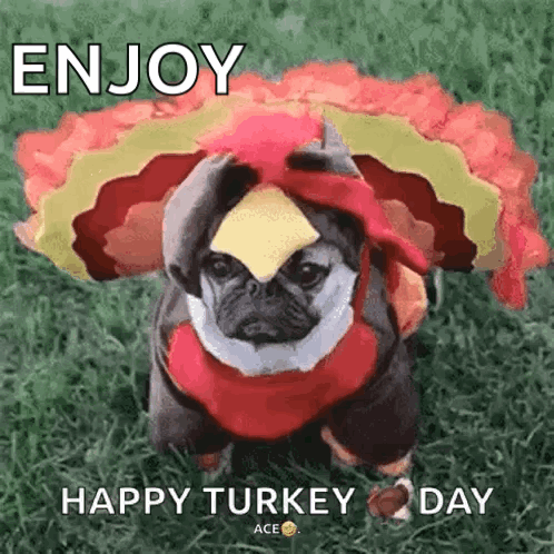 A Pug Dog Is Dressed As A Turkey And Is Sitting On The Grass . GIF