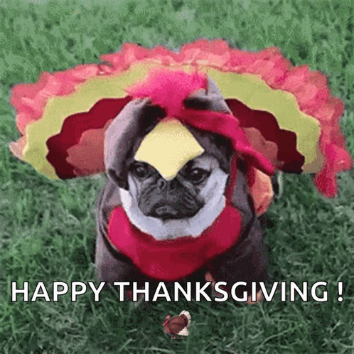 A Pug Dog Is Dressed As A Turkey And Says Happy Thanksgiving ! GIF