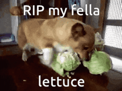 A Pug Dog Is Eating A Piece Of Lettuce GIF