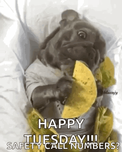 Pug Eating Taco And Saying Happy Tuesday GIF