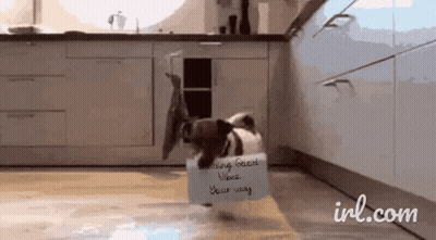 A Pug Dog Is Holding A Sign That Says " Cooking Good Vibes " GIF