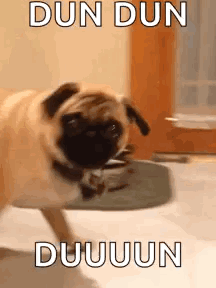A Pug Dog Is Jumping In The Air With The Words `` Dun Dun Duuuun '' Written Above It . GIF