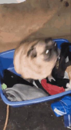 A Pug Dog Is Laying In A Blue Container With Clothes GIF