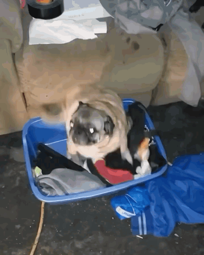A Pug Dog Is Laying In A Blue Plastic Container GIF