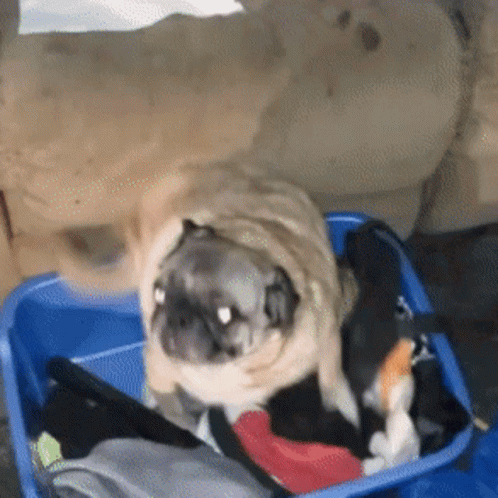 A Pug Dog Is Laying In A Blue Suitcase Full Of Clothes GIF