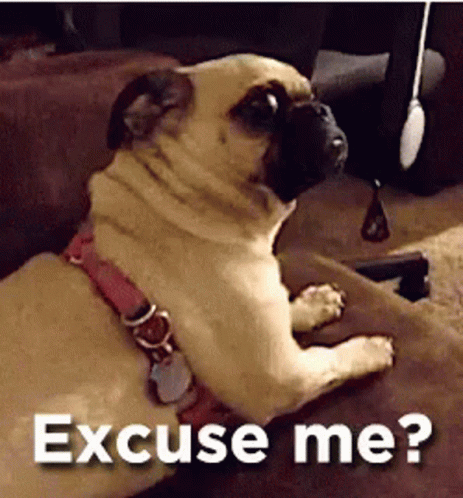 A Pug Dog Is Laying On A Couch And Says Excuse Me GIF