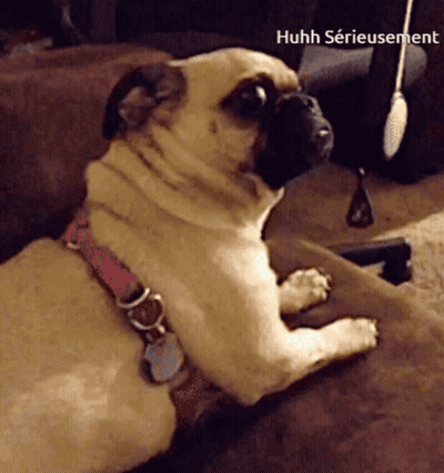 A Pug Dog Is Laying On A Couch With The Caption Huhh Serieuement GIF