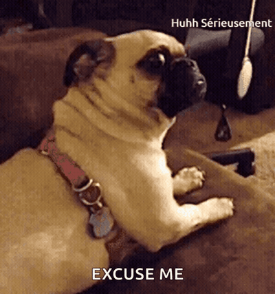 A Pug Dog Is Laying On A Couch With The Words Excuse Me Written On The Bottom GIF