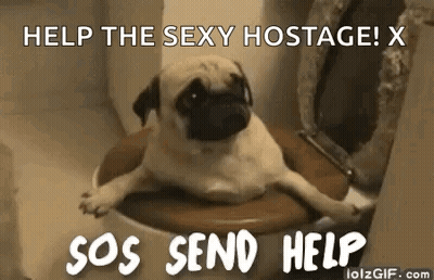 A Pug Dog Is Laying On A Toilet With Its Legs Crossed . GIF