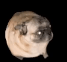 A Pug Dog Is Looking At The Camera In A Black Background . GIF