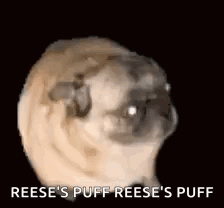 A Pug Dog Is Making A Funny Face And Says `` Reese 'S Puff Reese 'S Puff '' GIF
