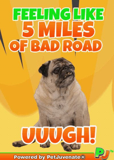A Pug Dog Is On A Poster That Says " Feeling Like 5 Miles Of Bad Road " GIF