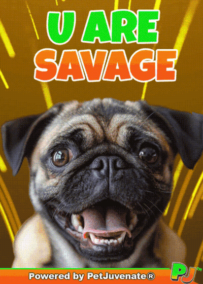 A Pug Dog Is On A Poster That Says U Are Savage Powered By Petjuvenate GIF