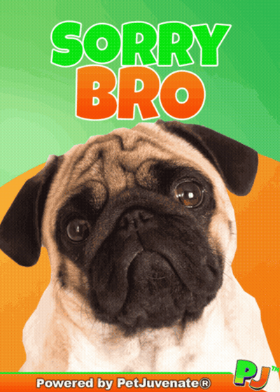 A Pug Dog Is On The Cover Of A Book Titled Sorry Bro GIF
