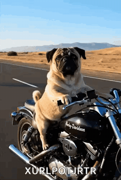 A Pug Dog Is Riding A Harley Davidson Motorcycle On The Road GIF