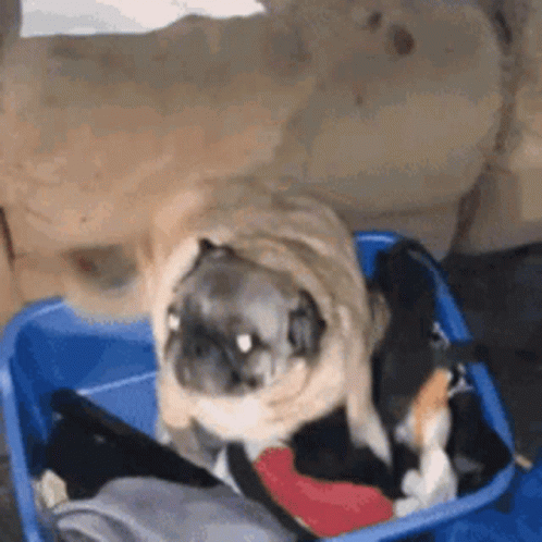 A Pug Dog Is Sitting In A Blue Bin Full Of Clothes GIF