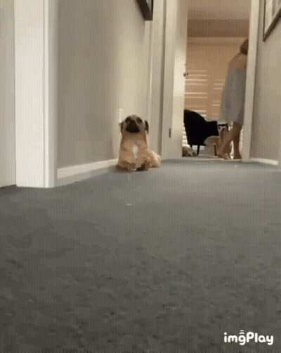 A Pug Dog Is Sitting In A Hallway Next To A Woman . GIF