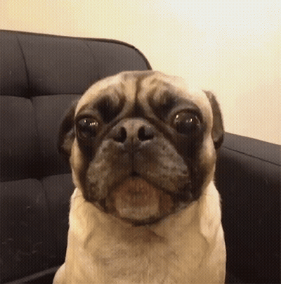 A Pug Dog Is Sitting On A Black Couch And Looking At The Camera . GIF