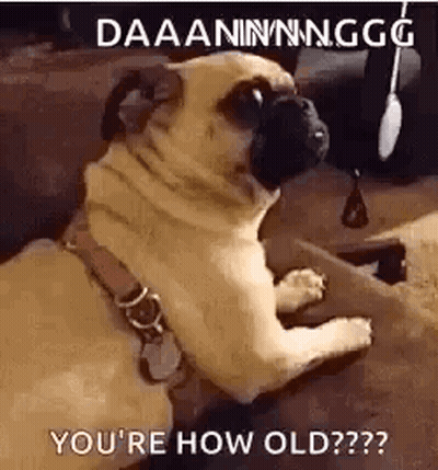 A Pug Dog Is Sitting On A Couch And Looking At The Camera With The Caption `` You 'Re How Old ? '' GIF